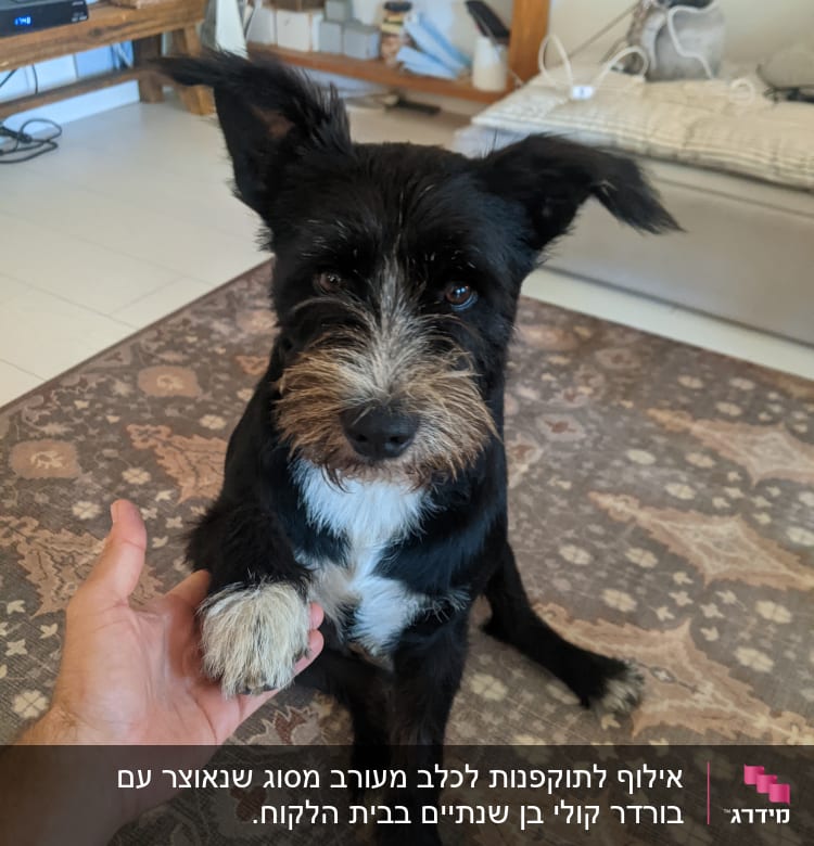 כלב לוחץ יד עם אדם על שטיח